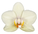 گل ارکیده فالانوپسیس کنکان